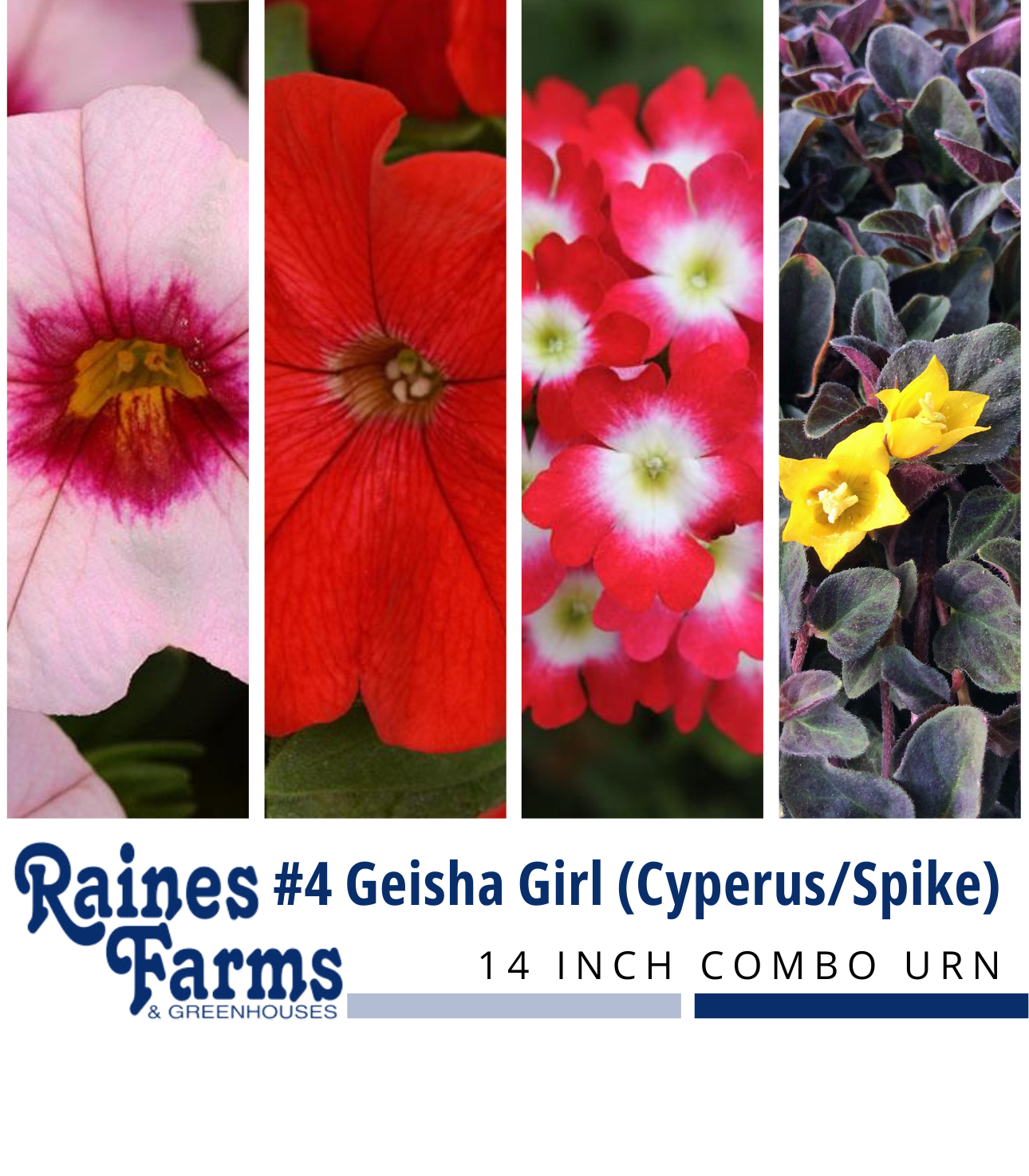 #4: Geisha Girl (Cyperus/Spike) 14 Inch Combo Urn